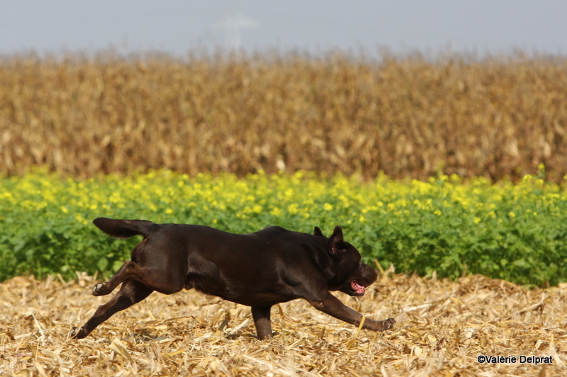 Field Erstein 09 (64).JPG